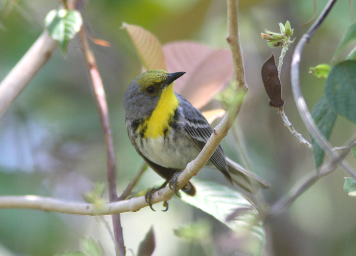 Olive-capped Warbler