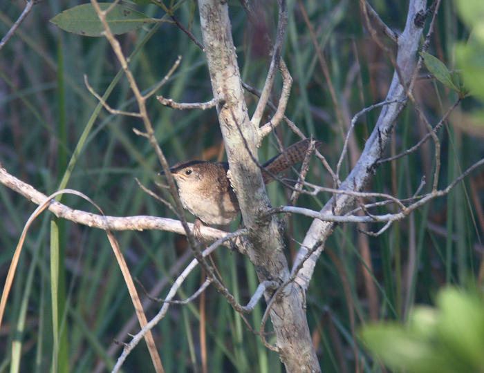 Zapata Wren