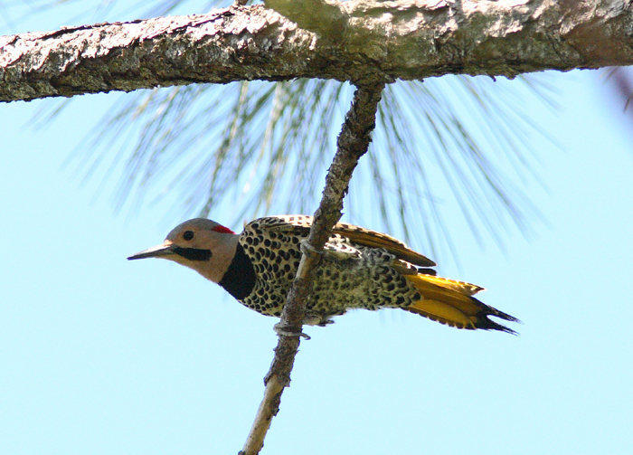 Northern Flicker