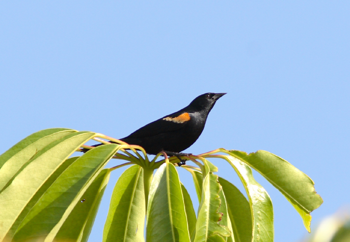 Tawny-shouldered Blackbird