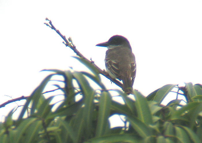 Giant Kingbird