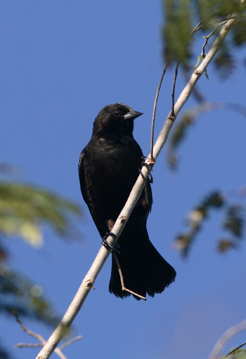 Red-shouldered Blackbird