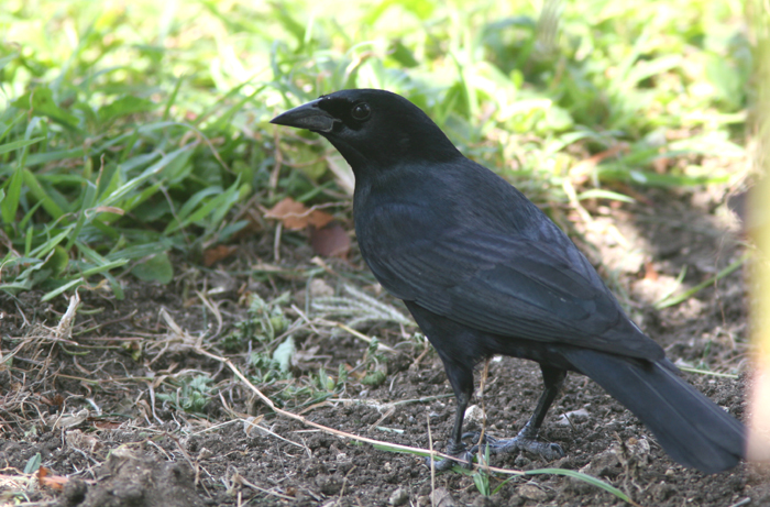 Cuban Blackbird