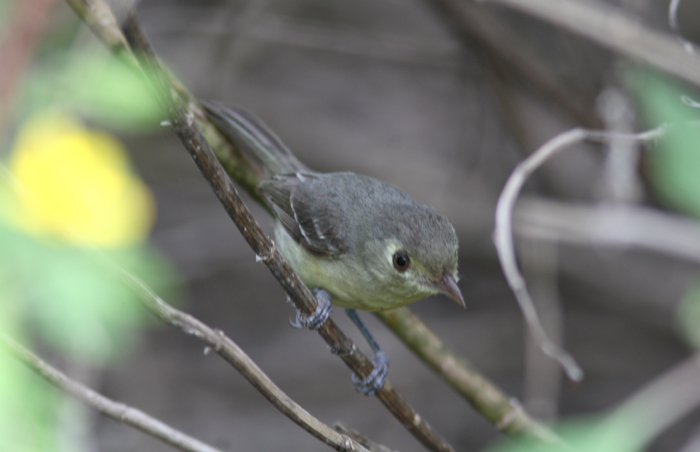 Cuban Vireo