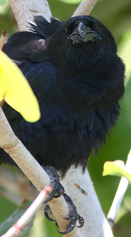 Cuban Crow