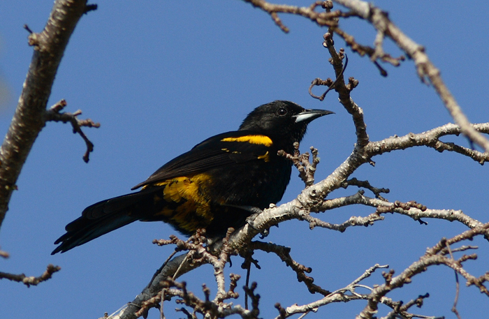 Greater Antillean (or Cuban) Oriole