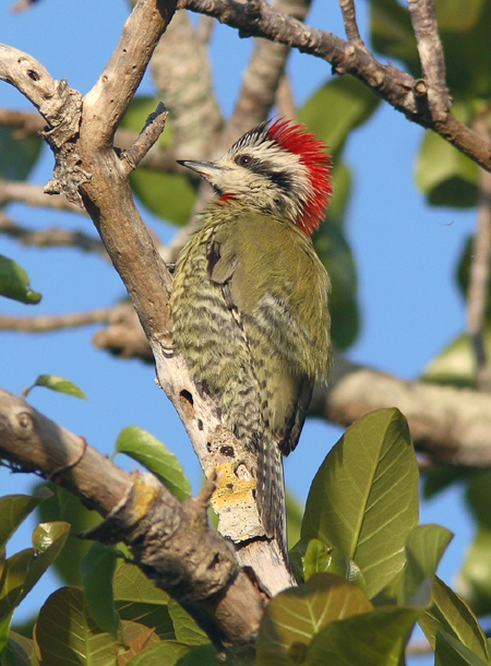 Cuban Green Woodpecker