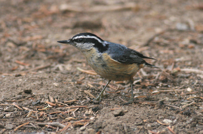 1Campsite Visitor.jpg