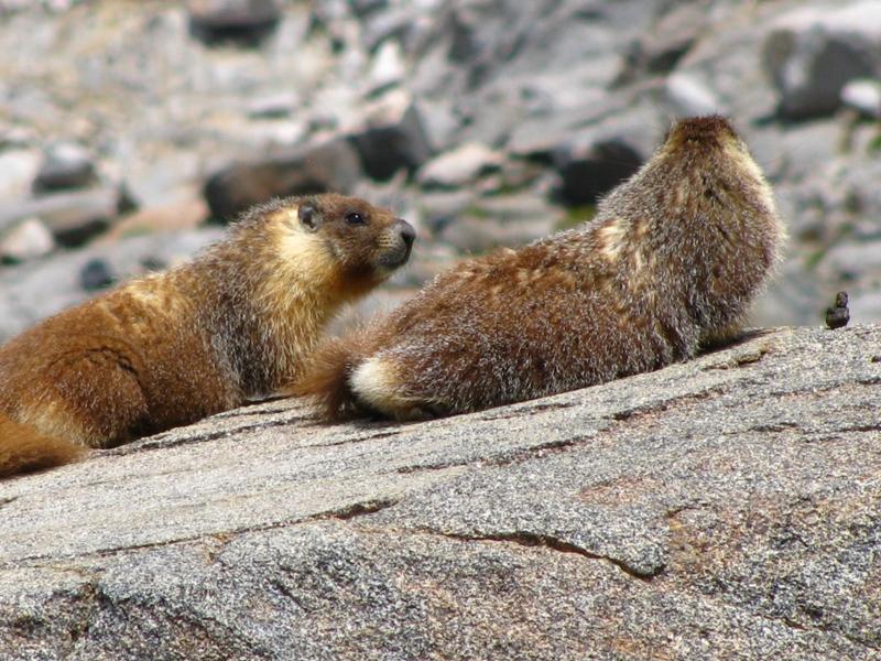 1marmots.JPG