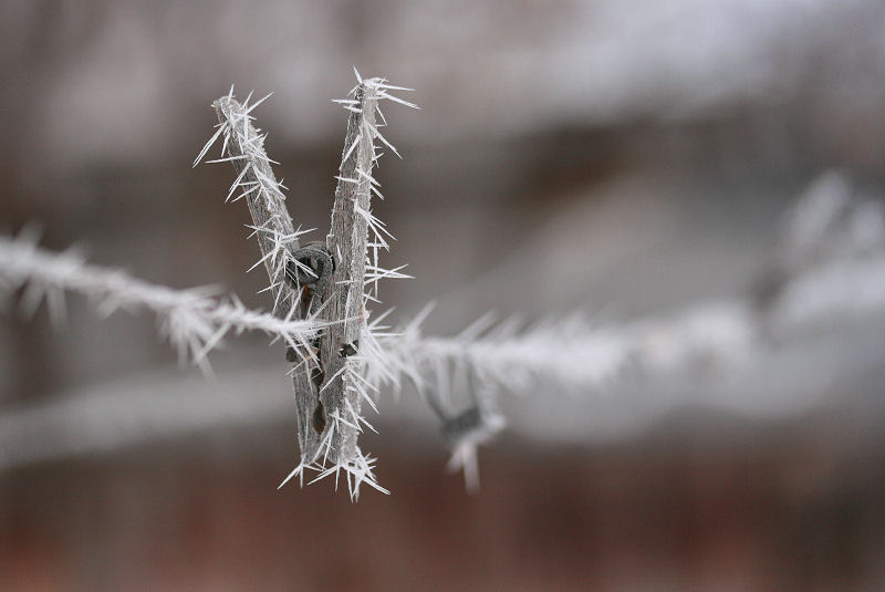 Hoar Frost