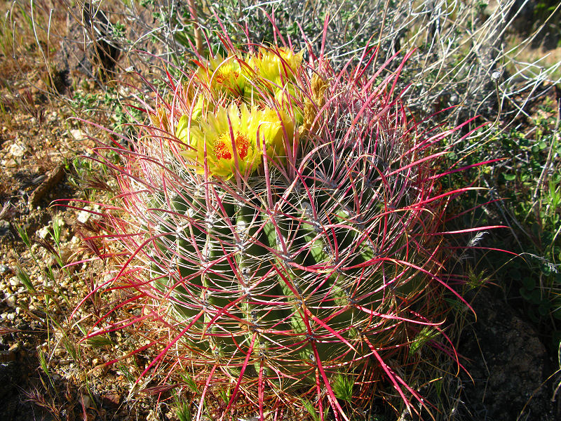 1barrel cactus.jpg