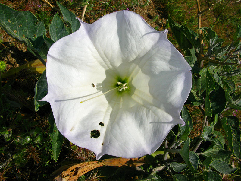 1jimson weed.jpg