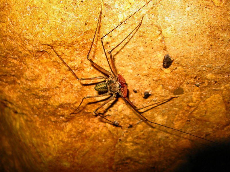 1scorpion spider.jpg