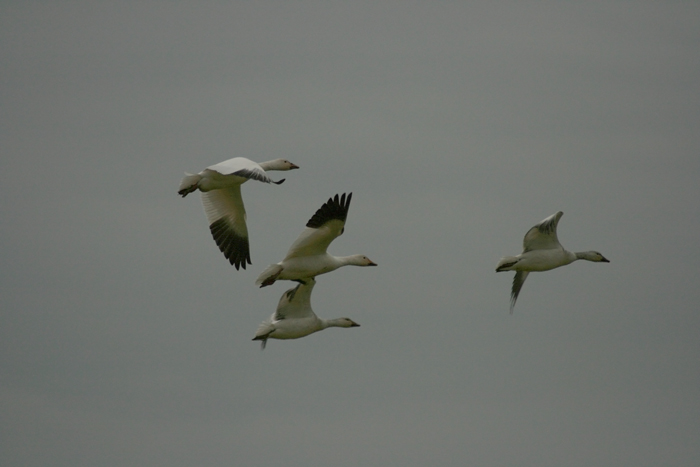 1snowgeese2.jpg