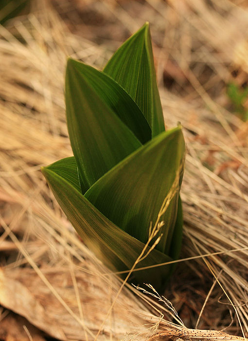 Little Sprout