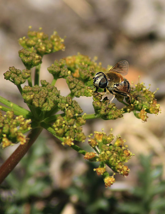 Bee Working the Sweet Fennel