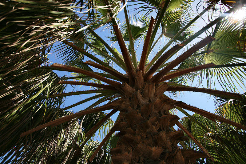 1Date Palm.jpg