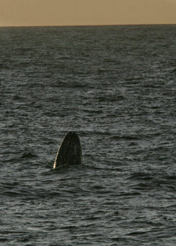 1Gray Whale.jpg