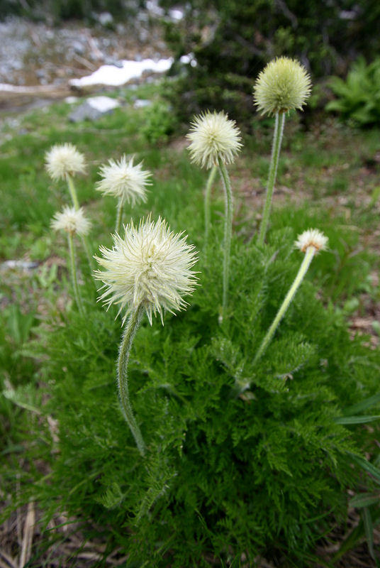 Anemones Going to Seed