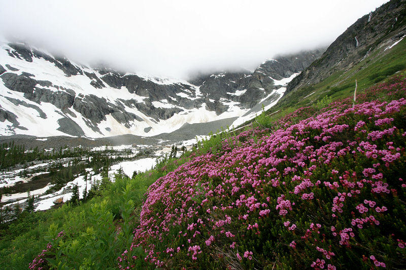 Mountain Heather