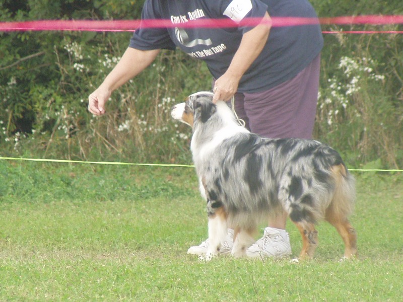 Joker hits the show ring with Julie
