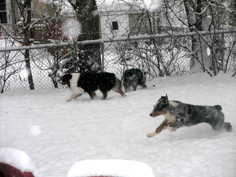 Oz all stretched out and flying through the snow
