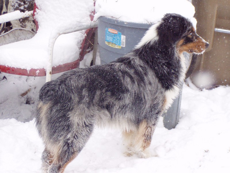 Oz in the snow 1/3/11