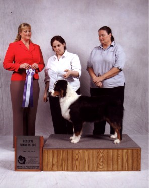 Ajax 1st asca show-reserve winners dog