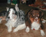 Bandit blue merle male(pictured with Slinger)