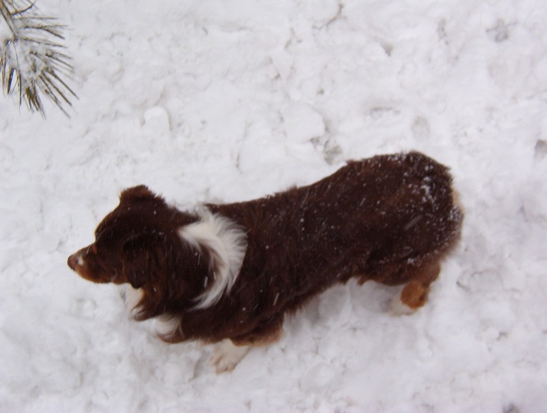 Slinger in the snow