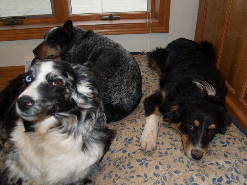 Mom (blue merle) tess black tri and the aust.cattle dog buddy