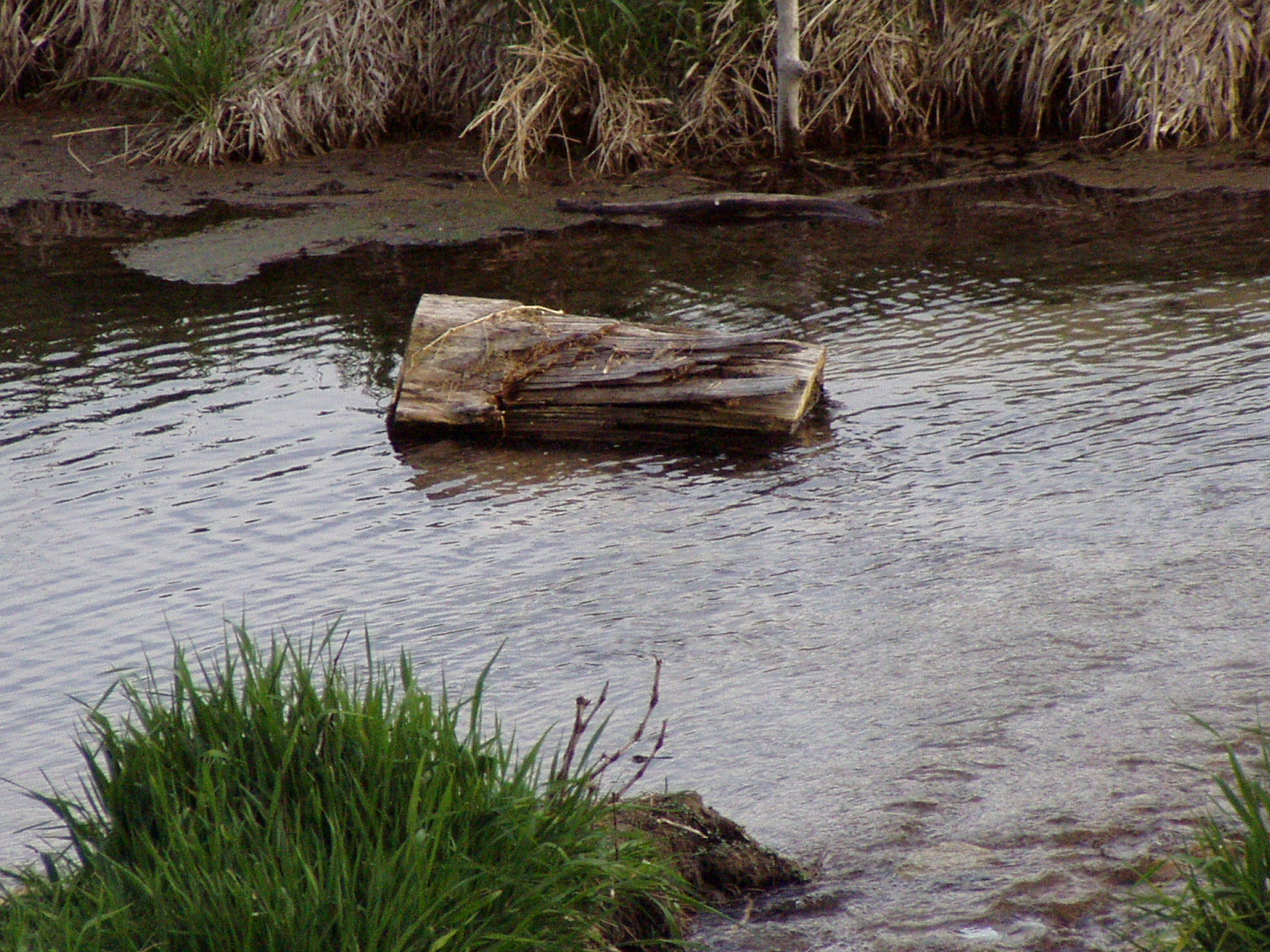 log in the water