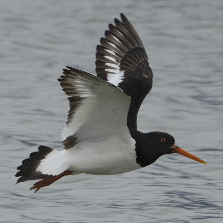 Oystercatcher (Haematopus Ostralegus)