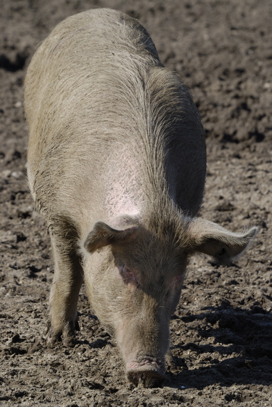 a commercial sow, but at least they are being kept out of doors in groups more nowadays