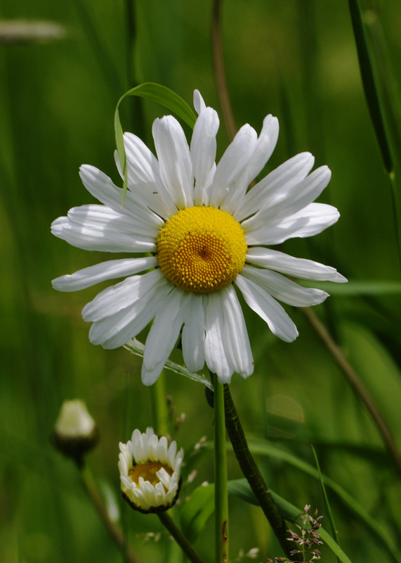 Wildflower reserve by Bayfield Hall, Norfolk