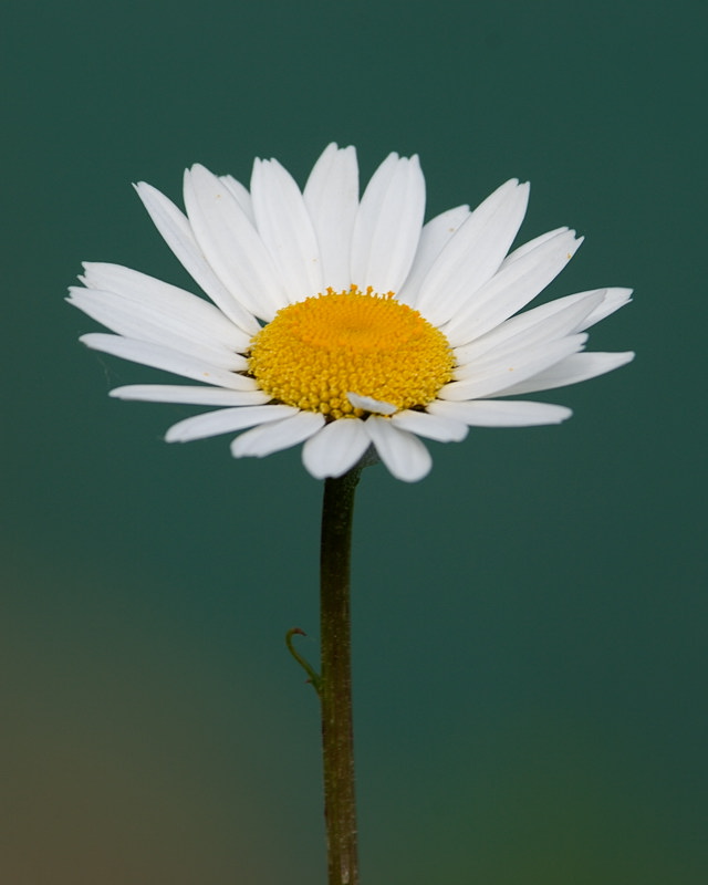 Daisy at the seaside (at Fishing Cove)