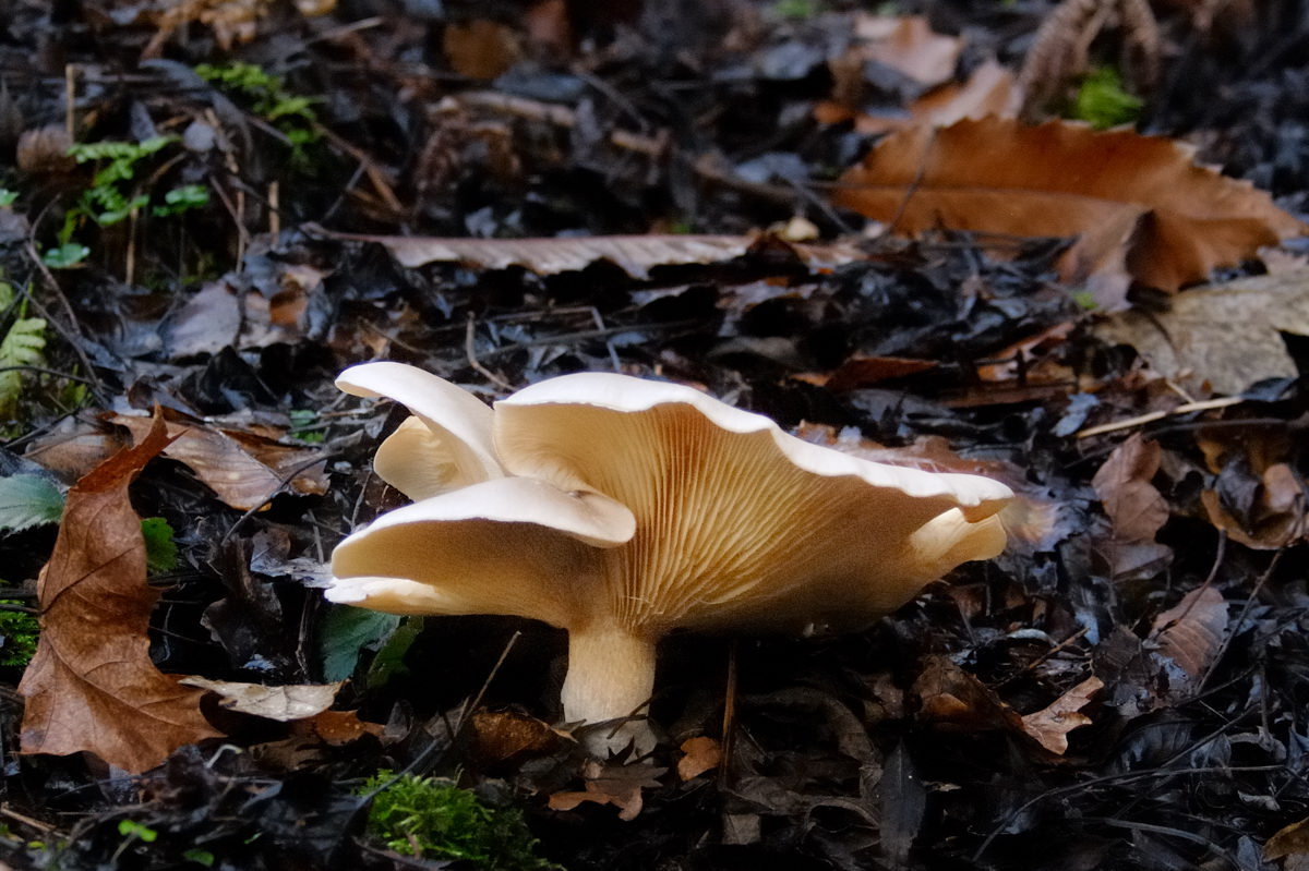 folded fungus