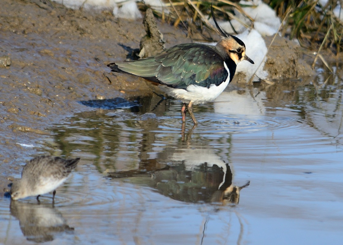 Lapwing thinking