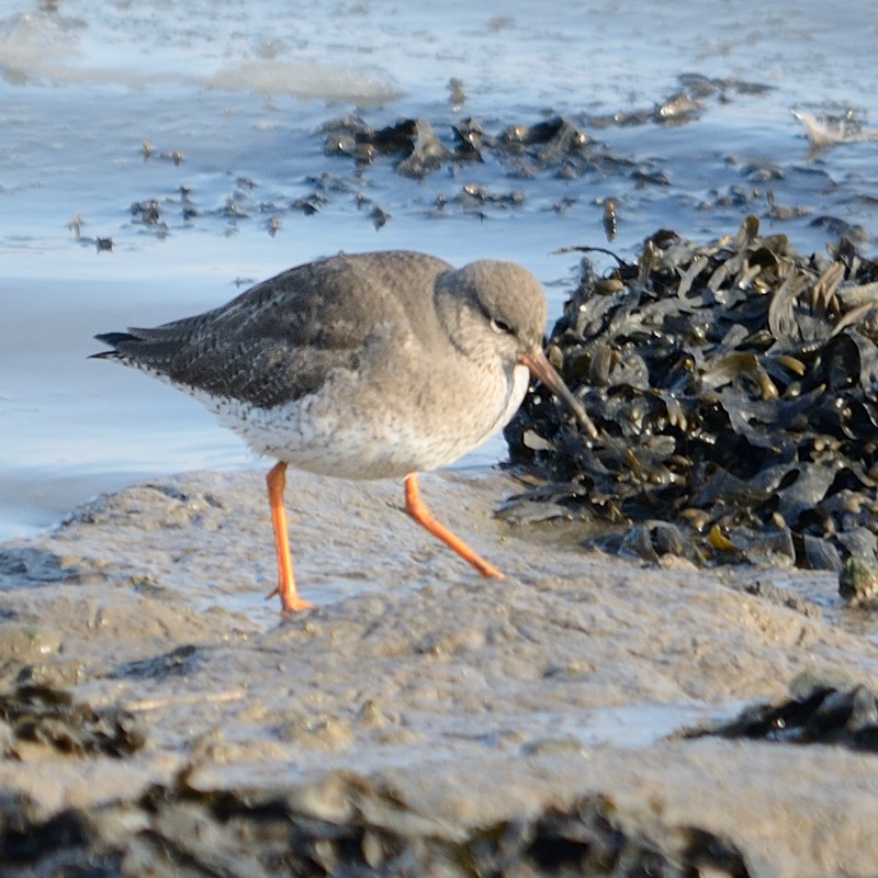 redhshank