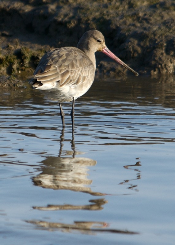 nuther Black Tailed Godwit