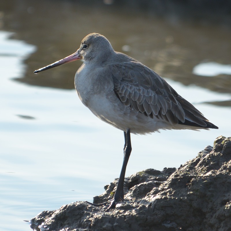 Black Tailed Godwit 1