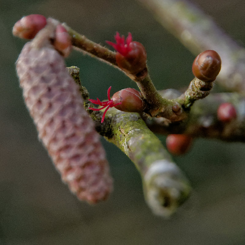 hazel - male flowers (Corylus Avellana)