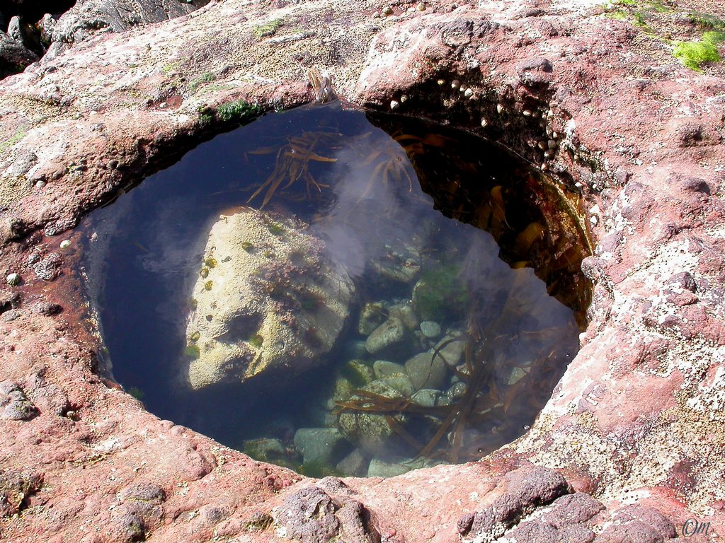 natural rockpool - some of the delights along the shoreline at low tide