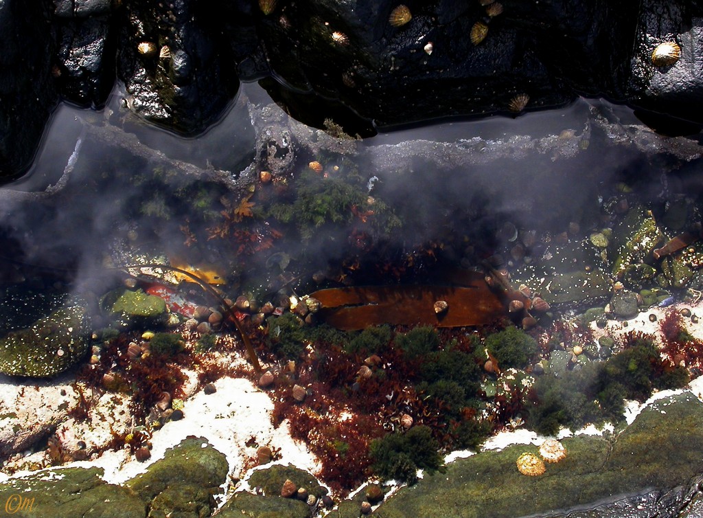 rockpool - lots of these to peer into
