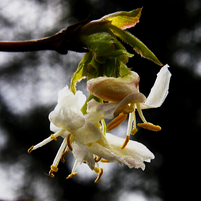 Chinese Lonicera, slightly different view
