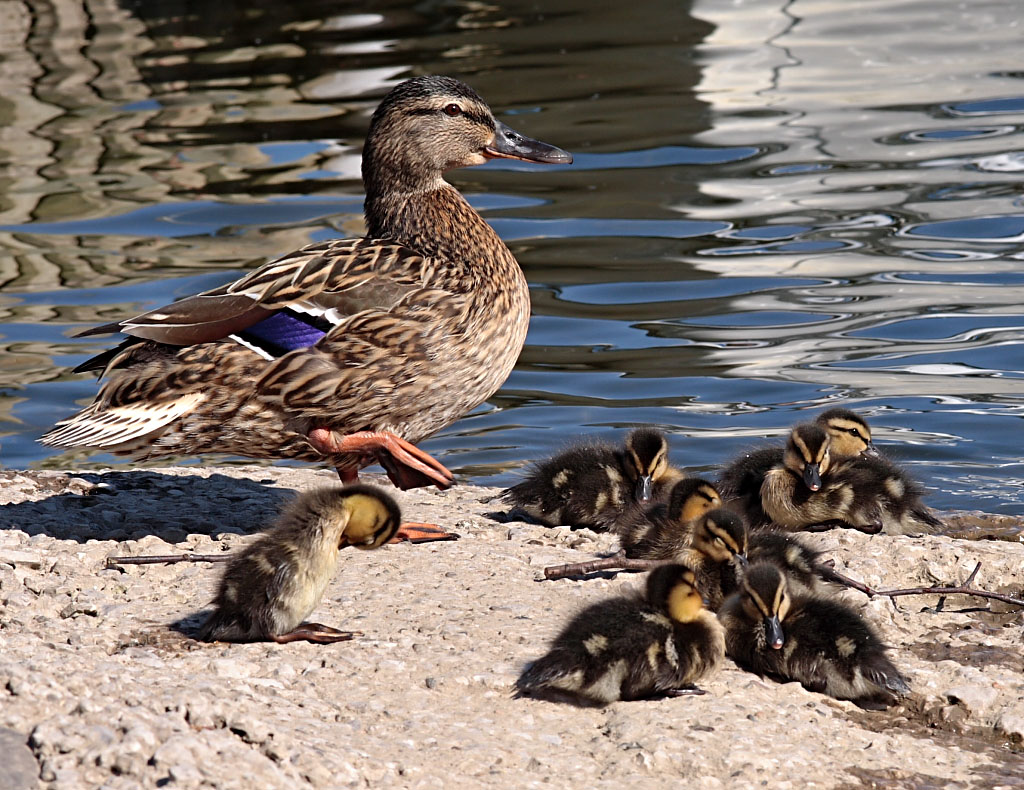 Mummy Mallard and her brood