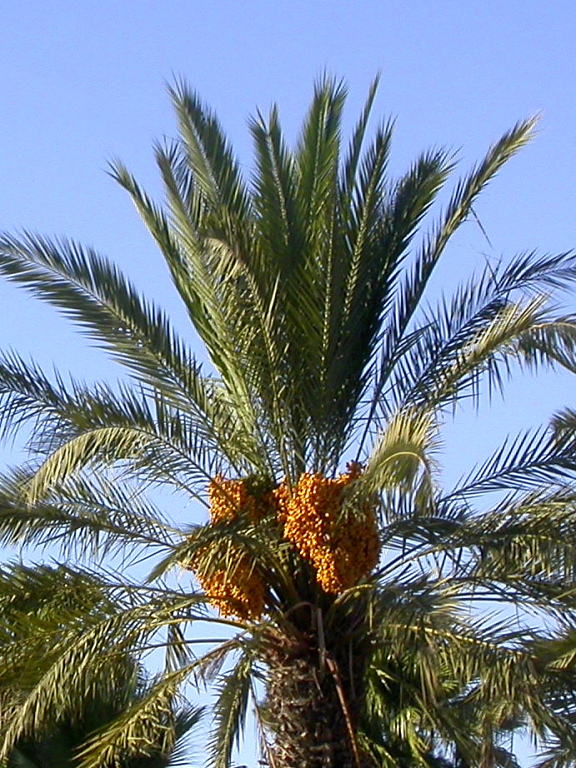 date palms down the dual carriageway