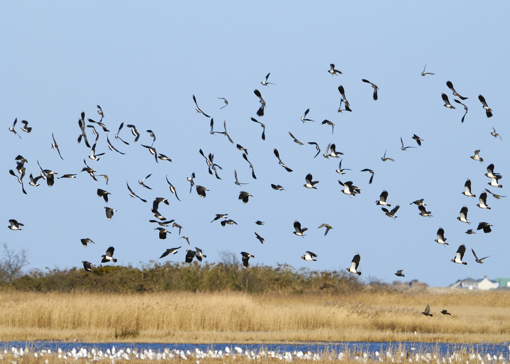 more lapwings as this shot has more flight attitudes and the white gull pack below