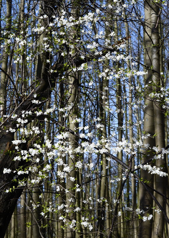 wild plum blossom on the edge of the wood