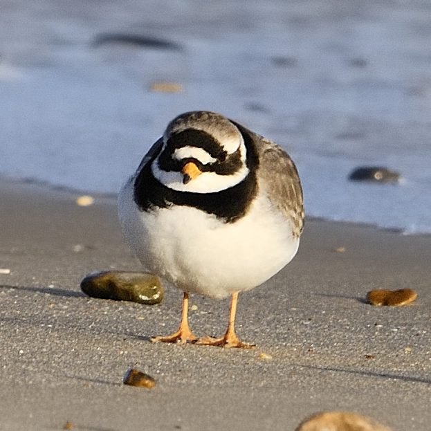 ringed plover - Dunwich beach